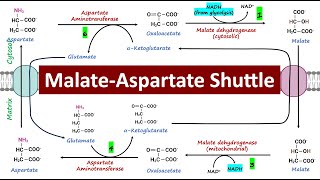 MalateAspartate Shuttle Mitochondrial Respiration  Biochemistry Basics [upl. by Annelise]