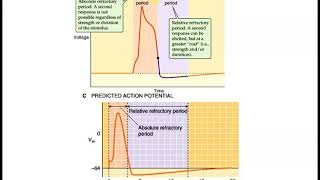 Clase Potenciales de membrana parte V [upl. by Airun]