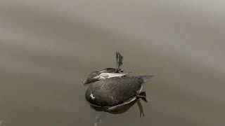 Pickup of 25 duck species all in South Carolina [upl. by Yssac]