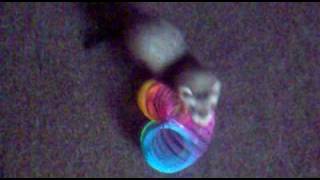 Baby Ferret VS A Slinky [upl. by Calloway961]