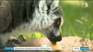 Fortes chaleurs  distribution de glaçons pour les animaux de SainteCroix  Fr3 Lorraine [upl. by Trinl]