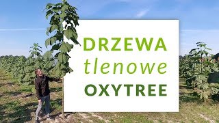 Poznaj Oxytree🌳 Szybko rosnące drzewo tlenowe [upl. by Ulphi]