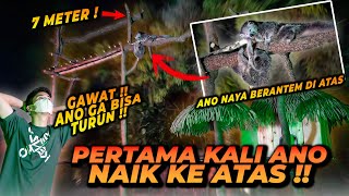 INI KARAKTER BINTURONG YANG SEBENARNYA  PEMBUKTIAN BAHWA MEREKA SATWA YANG AKTIF PADA MALAM HARI [upl. by Haswell]