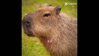 Carpinchocapibara tomando mate bastiangato 🥶🤫🧏 [upl. by Skyla]