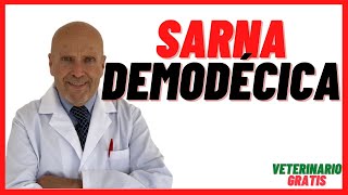 ✅¿ Que es la SARNA ROJA o DEMODÉCICA en los PERROS ✅ por DEMODEX canis ✅ Síntomas y Tratamiento [upl. by Painter]