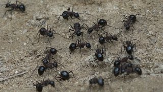 가시개미 Polyrhachis lamellidens Ant  4K videos Gyeryongsan in KOREA [upl. by Zedecrem]