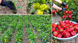 High yields of pepper at home full video [upl. by Akeemat]