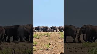 Lots of Elephants  Wildlife ShortsAfrica YouTubeCreatorCommunity [upl. by Eben]