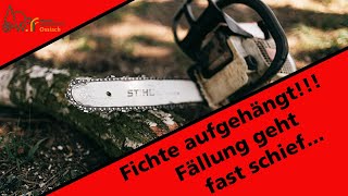 falsche Baumbeurteilung I FAIL I Fichte aufgehängt I Praxisvideo I Stihl MS 362 CM [upl. by Novonod]