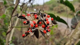 Gurivinda Seeds Uses In Telugu  Guruvinda Ginja Benifits  Guruvinda Ginja  Talapatra Nidhi [upl. by Ainos]