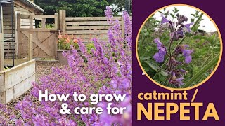 How to grow CatmintNepeta the best way to care for catmint nepeta [upl. by Yokum]