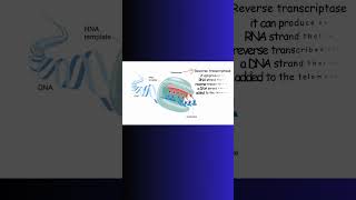 TELOMERASE and TELOMERES REVERSE TRANSCRIPTION dna telomerase physiology rna enzymes cell [upl. by Odraccir]