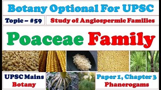 Poaceae Family Vegetative amp Reproductive Characters Floral Formula amp Diagram angiosperms [upl. by Emilee705]