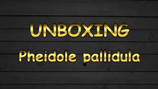 Unboxing Pheidole pallidula  Nid [upl. by Thorbert]