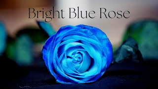 Bright Blue Rose Jimmy MacCarthy Cover by Anja [upl. by Fiden]