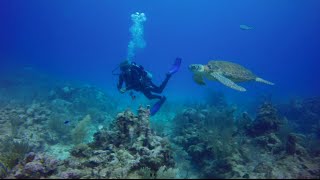 ➤ BUCEO en el CARIBE  Bucear en México [upl. by Essyla]