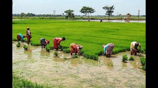 Suggi Koyyera Poyi  Tulu Old Song  Folk Song  Lyrical video  2021 [upl. by Bocoj]