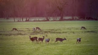 Drei auf einen Streich  Jagd auf Rehwild im Winter waidmannsheil [upl. by Mcclain957]