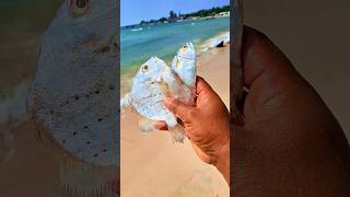 Found dead silverfish and mackerelfish on the beach shorts shortvideo viralshorts [upl. by Laemaj]