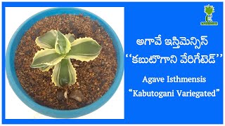 Agave Isthmensis “Kabutogani Variegated” Cactus and Succulents [upl. by Norraf]