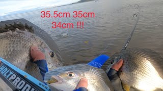 Fishing for BIG bream at Nudgee Beach Brisbane with the Holt Productions Swim Prawn  Best Session [upl. by Jahdai]