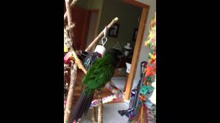 Avery fiery shouldered conure vocalizing [upl. by Wilber171]