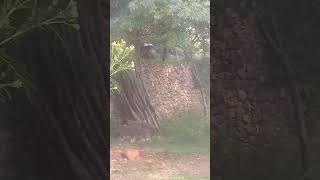 Rain amp Sun together  Stray dogs hiding in shelter  Mountain Village  Nature Buddies viralvideo [upl. by Bartosch]