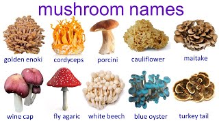 Common mushroom name  mushrooms 🍄 types and names in English  50 mushrooms vocabulary [upl. by Adnal]