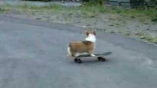 Corgi Skateboarder [upl. by Redna]