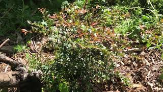 Plant Profile  Evergreen Huckleberry [upl. by Penny]