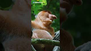 🔻 Jungle Royalty 🌳🐒 Up Close with a Proboscis Monkey [upl. by Ker]