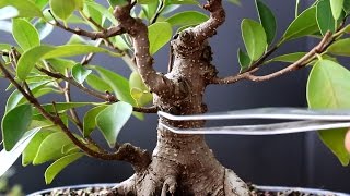 Ficus Bonsai cutting of a cutting Dec 2016 [upl. by O'Grady583]