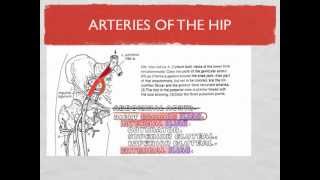 Lower Limb Blood Vessels [upl. by Norton]