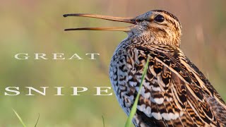 GREAT SNIPE birds call sounds and display [upl. by Niel]