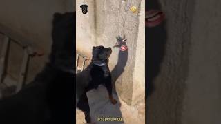 Perrito Batallando con una Sombra 🐶🤣 Final inesperado 🤣🙊 [upl. by Bethezel]