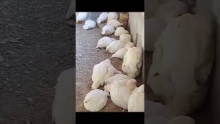 White partridges or albino Ак кекликтер Белые куропатки или албинос кеклик chukars keklik [upl. by Eggett]