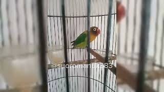 MASTERAN SUARA BURUNG LOVEBIRD NGEKEK PANJANG [upl. by Etom]