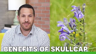 The Benefits of Skullcap [upl. by Batty]