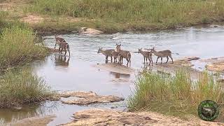 Waterbuck Family Crosses The Olifants River [upl. by Ehc]