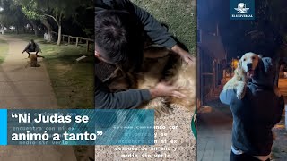 Así reaccionó lomito al reencontrarse con el ex de su dueña después de un año de no verlo [upl. by Navets]