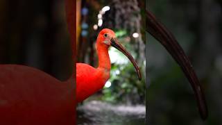 📍Universeum Göteborg isveç universeum tropical tropicalbirds yağmurormanları rainforest [upl. by Nallac]