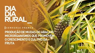 Produção de mudas do abacaxi microrganismos que promovem o crescimento e cultivo da fruta [upl. by Leahcar848]