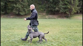 OBEDIENCE WITH AMSTAFF PABLO HOW TO HEEL PITBULL TRAINING [upl. by Fayre]