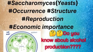 Saccharomyces occurrence structure reproduction economic importanceuseful and beneficial [upl. by Cattima]