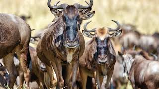 Wildebeest Sounds in the Serengeti [upl. by Rea]