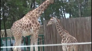 La Girafe et le Girafon  Touroparc Romanèche Thorins  Saône et Loire  France [upl. by Esdnil460]