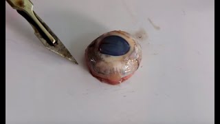 Eye Dissection GCSE A Level Biology NEET Practical Skills [upl. by Assenaj]