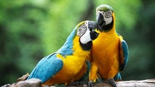 How to Take Care of a Macaw  Pet Bird [upl. by Nigam]