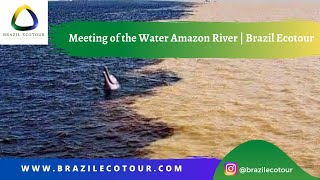 Meeting of the Water Amazon River  Brazil Ecotour [upl. by Prosperus]