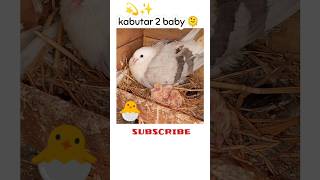 Kabutar 2 baby Hatching 🐣pigeon shortfeed trendingshort hamza birdslover pets hach youtube [upl. by Elish]